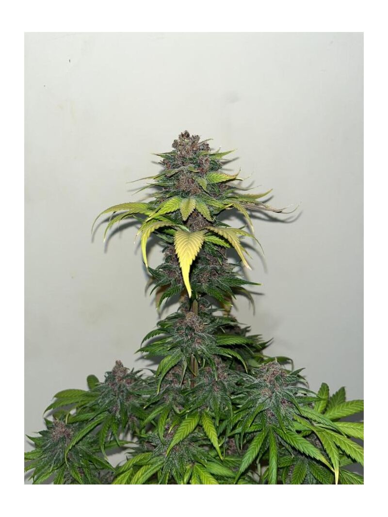 Forbidden Mochi Fast, Фасовка: 3, изображение 3